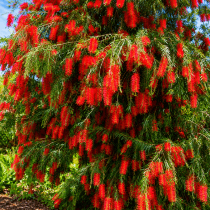 Bottle Brush / Lal Bottle Brush