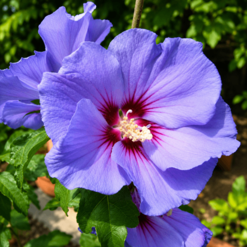 Blue Joba / Nil Joba Phool