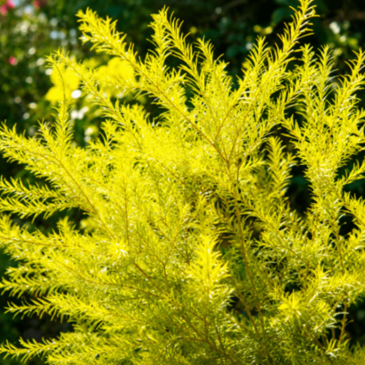 Sonali Thuja / Golden Cypress