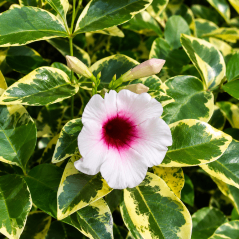 Variegated Basor Lota / Variegated Bower Lota