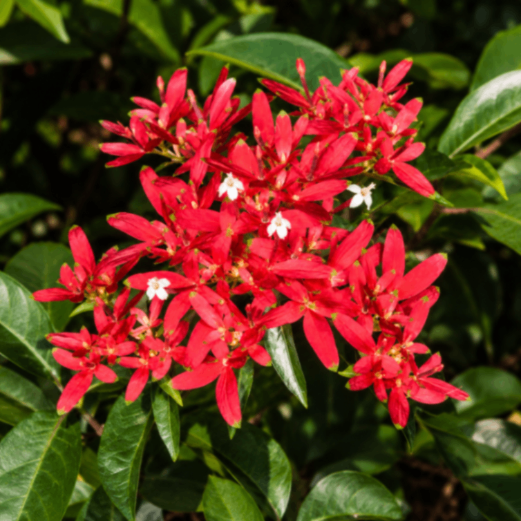 Carphlena Red