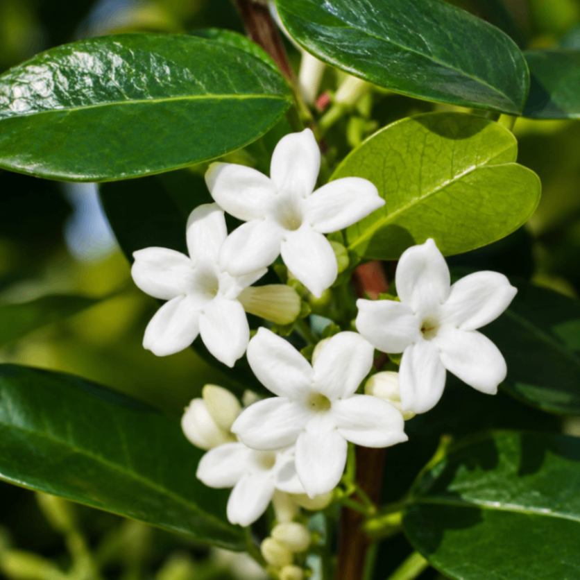 Madagasker Jasmin