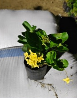 Kelanko Yellow