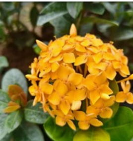 Yellow Rangan