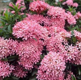 Pink Rangan