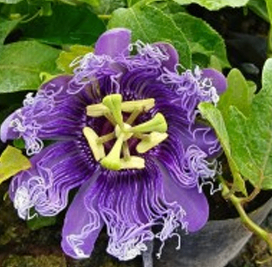 Purple Pasion Flower