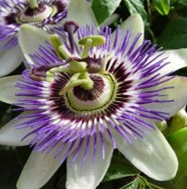 White Passion Flower