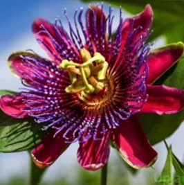 Red Passion Flower