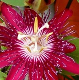 Rani Passion Flower