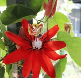 Single Red Passion Flower