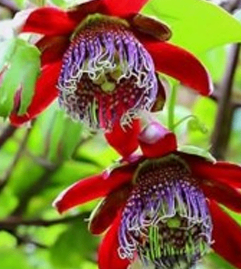 Red Purple Variation Passion Flower