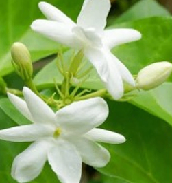 White Bell Full