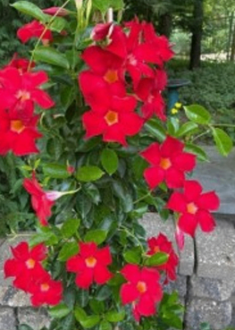 Red Bolivian Jasmin