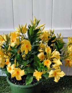 Yellow Bolivian Jasmin