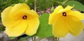 Yellow Ground Poddo