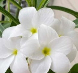 White Kathchapa