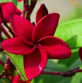 Blood Red Kathchapa