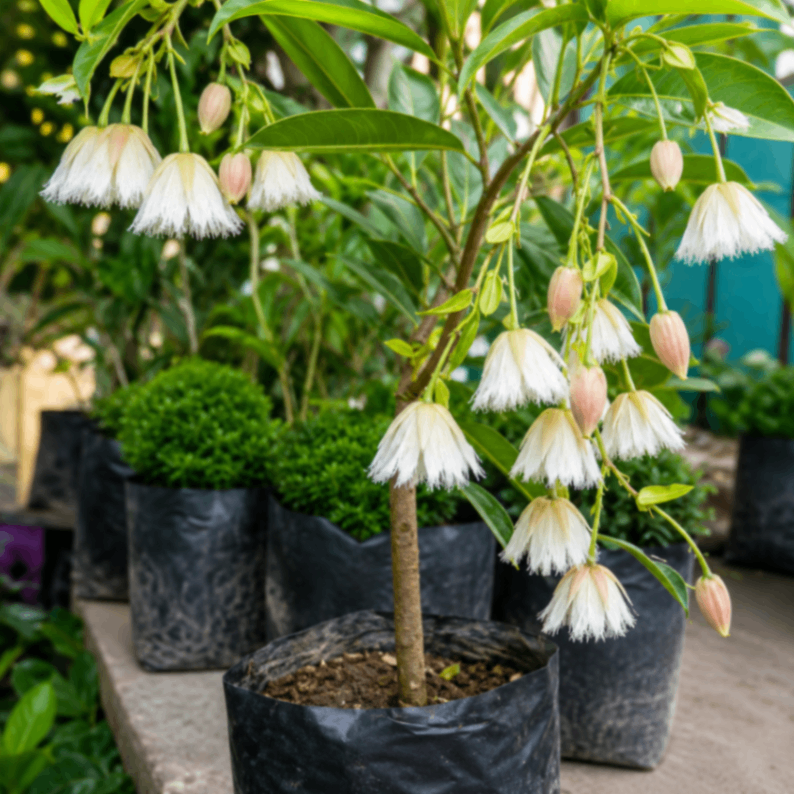 Jhumko Chondromallika / Snow Bell Gach