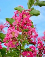Pink Phurush