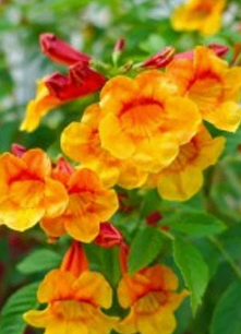 Yellow Red Bell Flower