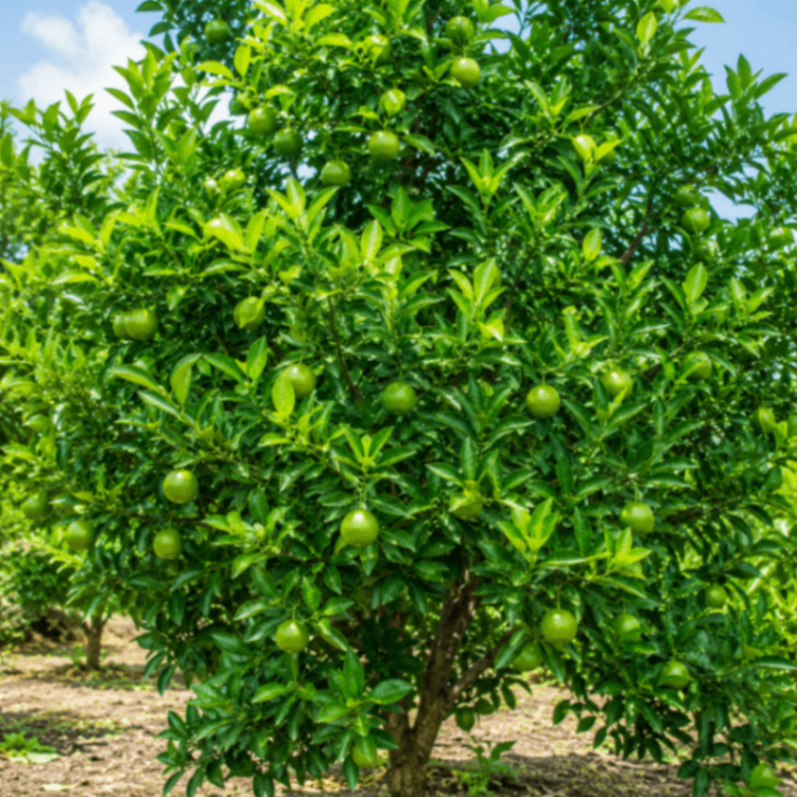 Bari 1 Malta Fruit