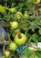 Baruipur Payara