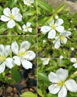White Tipu China
