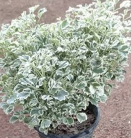 Verigated Small Patabahar