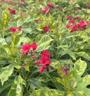 Dauttapriya Red