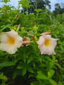 Alamonda White