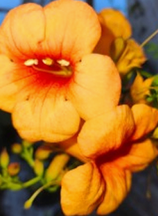 Orange Alamonda
