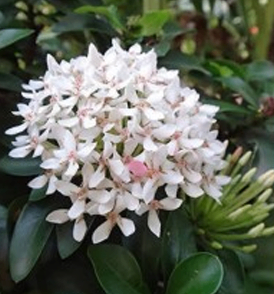 White Phurush