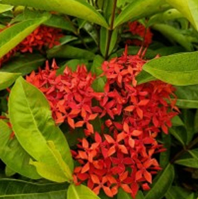 Red Rangan