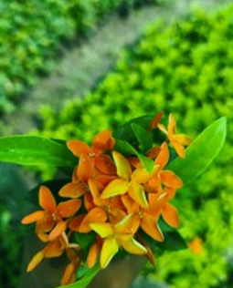 Orange Rangan