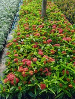 Guccho Red Rangan Aa