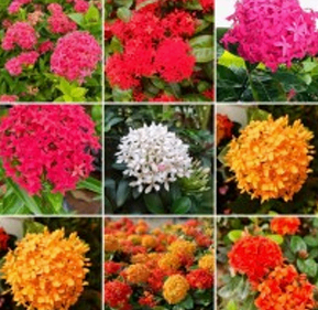 Rangan Multicolour