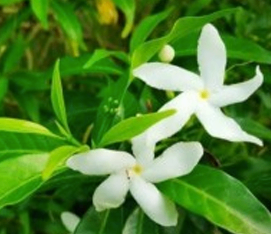 Plain White Tagar