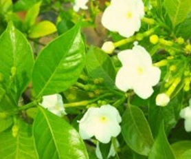 Double Pattle Tagar White