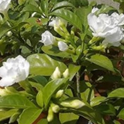 Thoka Tagar White