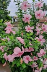 Light Pink Hibiscus