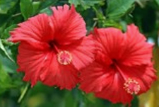 Desi Red Joba