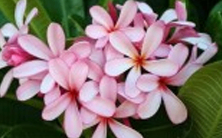Light Pink Kathchapa