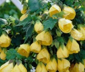 Yellow Lanthan Jaba