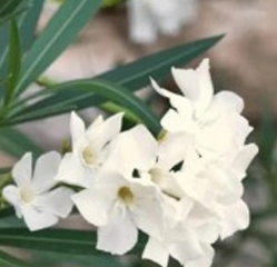 White Karabi