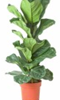 Ficus Plant