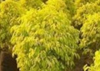 Golden Forest Jhar