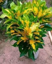 Yellow Varigated Patabahar