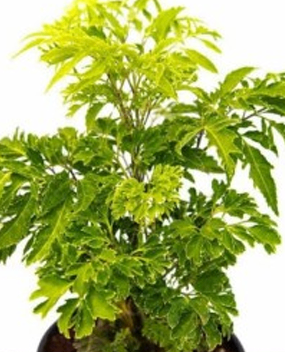 Green Ming Aralia
