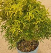 Golden Cupress