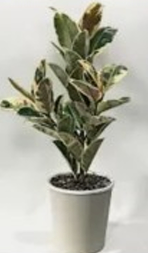 Verigated Rubber Plant